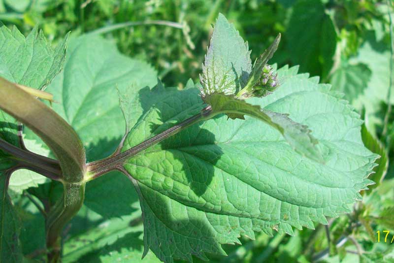 Scrophularia nodosa / Scrofularia nodosa