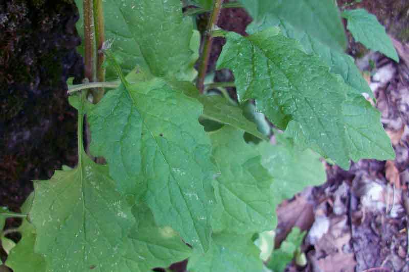 Lapsana communis
