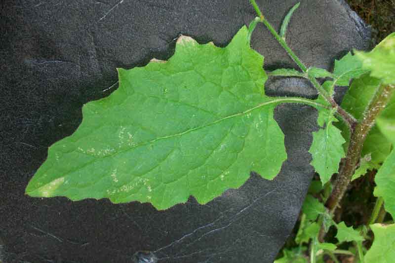 Lapsana communis