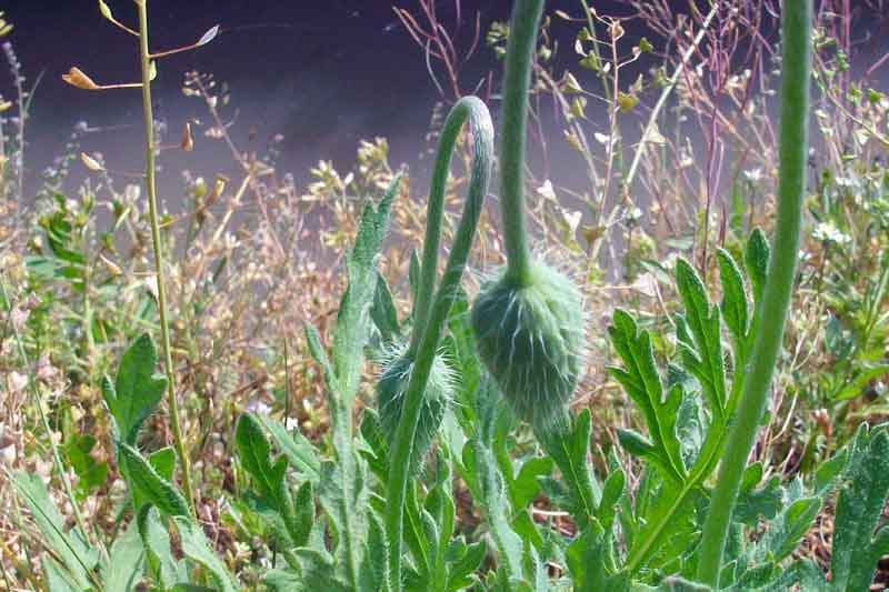 Papaver sp.