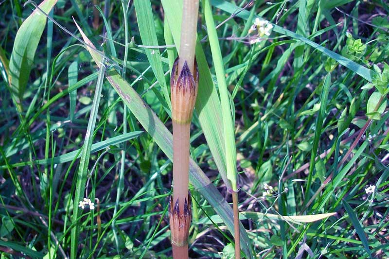 Equisetum arvense