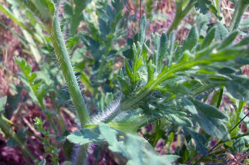 Papaver sp.