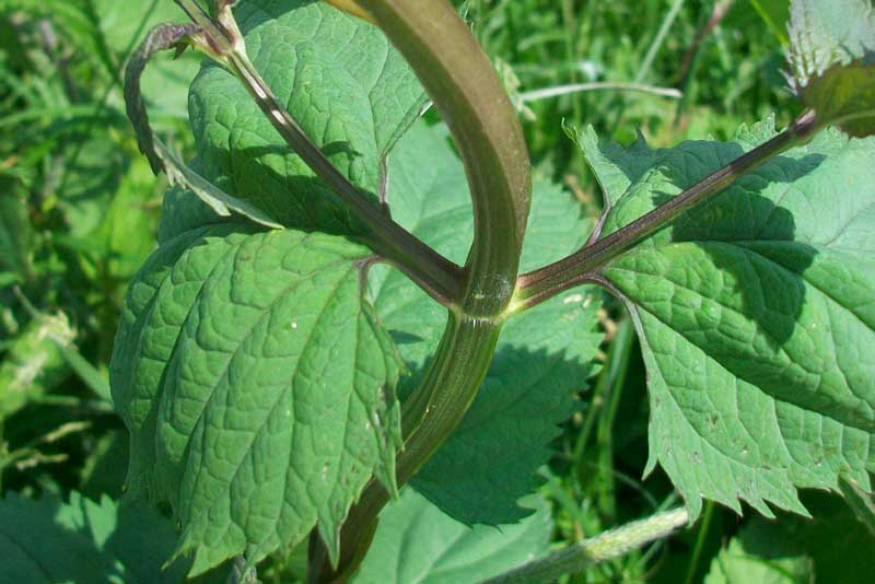 Scrophularia nodosa / Scrofularia nodosa