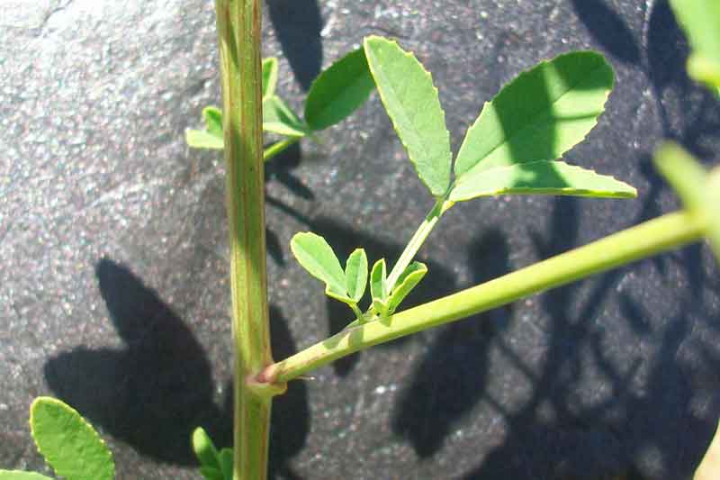 Trigonella alba (=Melilotus albus) / Meliloto bianco