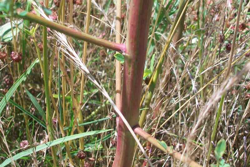 Trigonella alba (=Melilotus albus) / Meliloto bianco