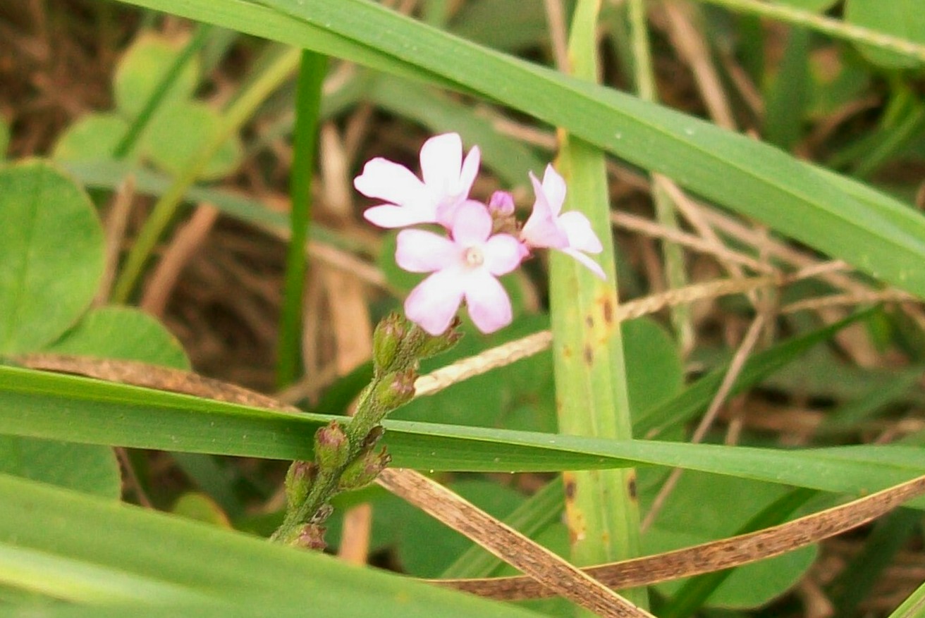 Verbena officinalis / Verbena comune