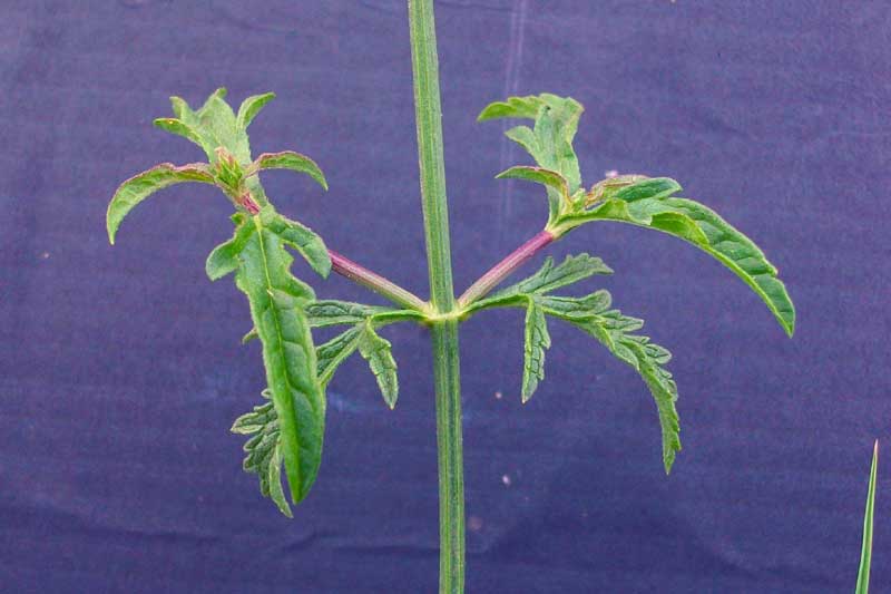 Verbena officinalis / Verbena comune
