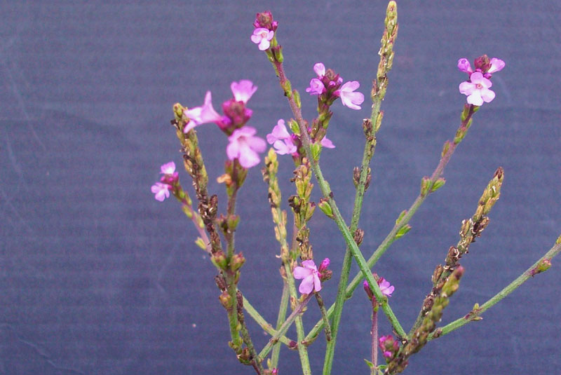 Verbena officinalis / Verbena comune