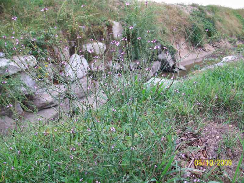 Verbena officinalis / Verbena comune