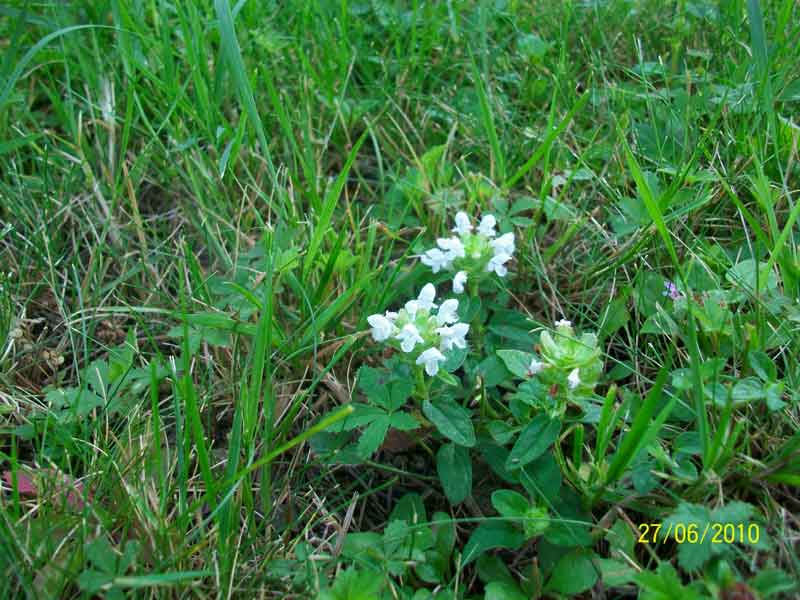 Prunella vulgaris a fiori bianchi