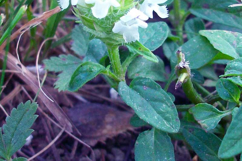 Prunella vulgaris a fiori bianchi
