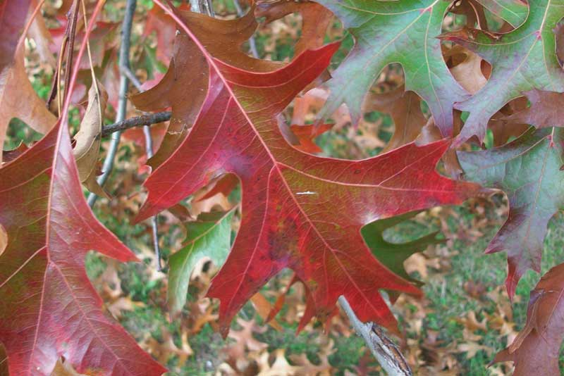 Quercus palustris