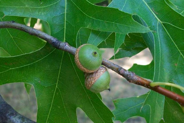 Quercus palustris