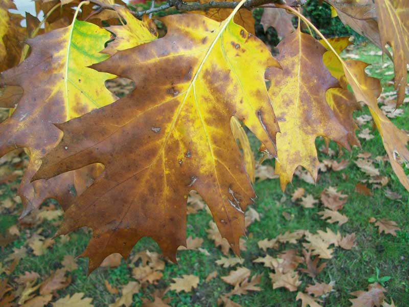 Quercus rubra?