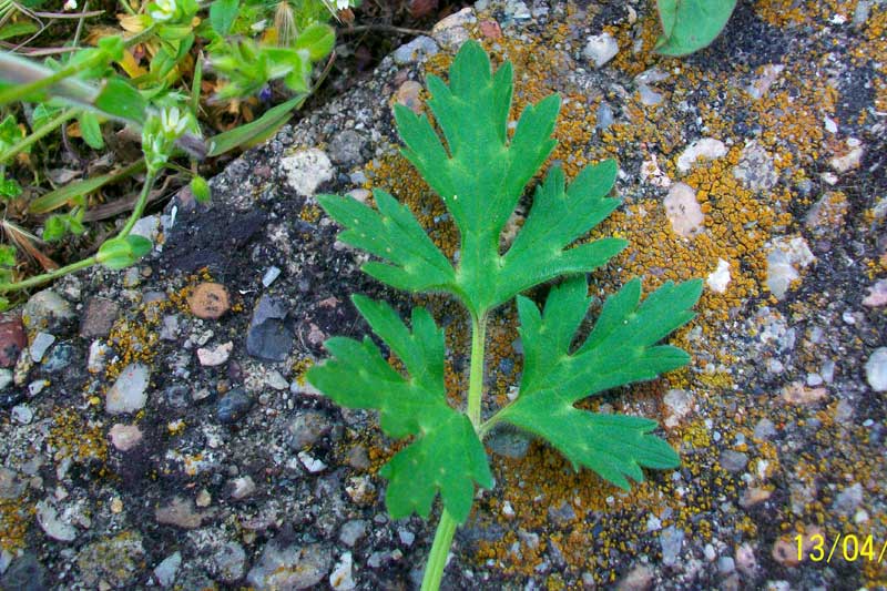 Ranunculus acris? No R. cfr. bulbosus