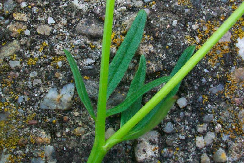 Ranunculus acris? No R. cfr. bulbosus