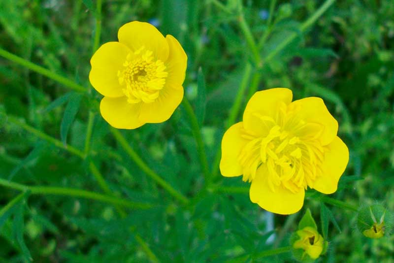 Ranunculus acris? No R. cfr. bulbosus