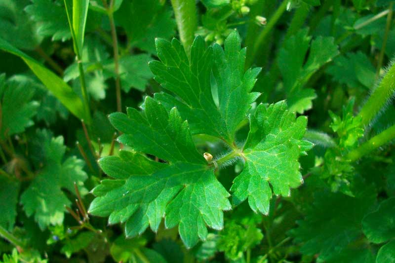 Ranunculus acris? No R. cfr. bulbosus