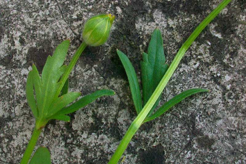 Ranunculus acris? No R. cfr. bulbosus