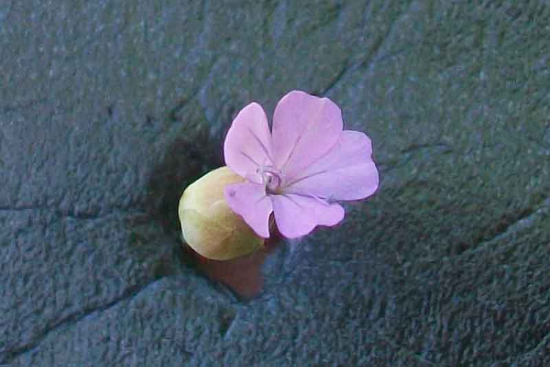 Petrorhagia sp.