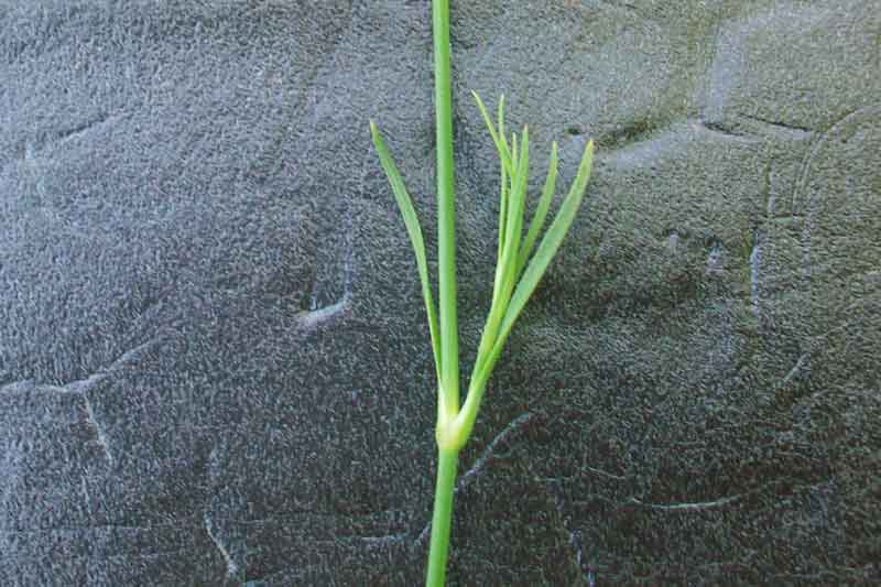 Petrorhagia sp.