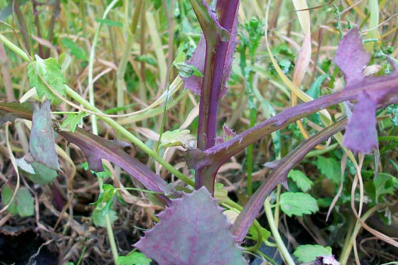 Sonchus oleraceus