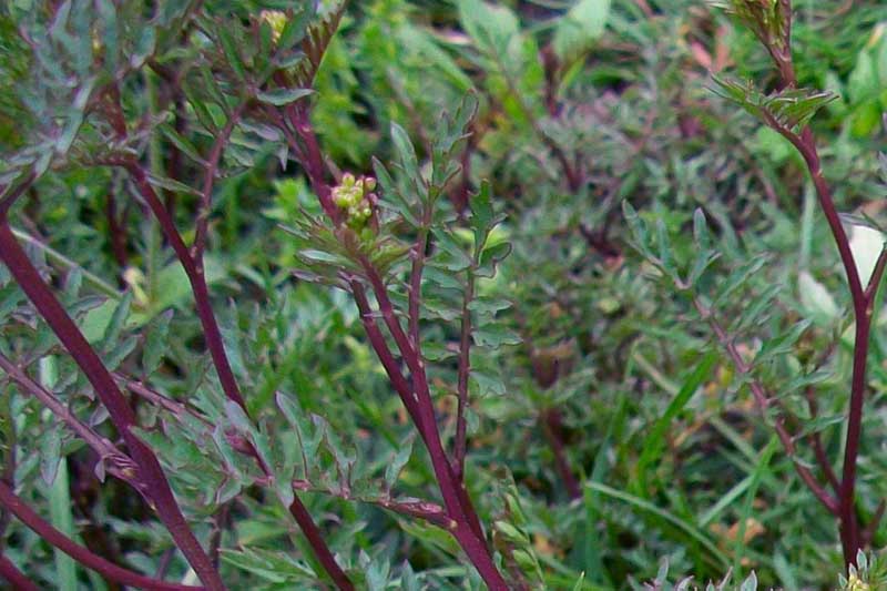 Brassicacea da identificare - cfr. Rorippa sylvestris