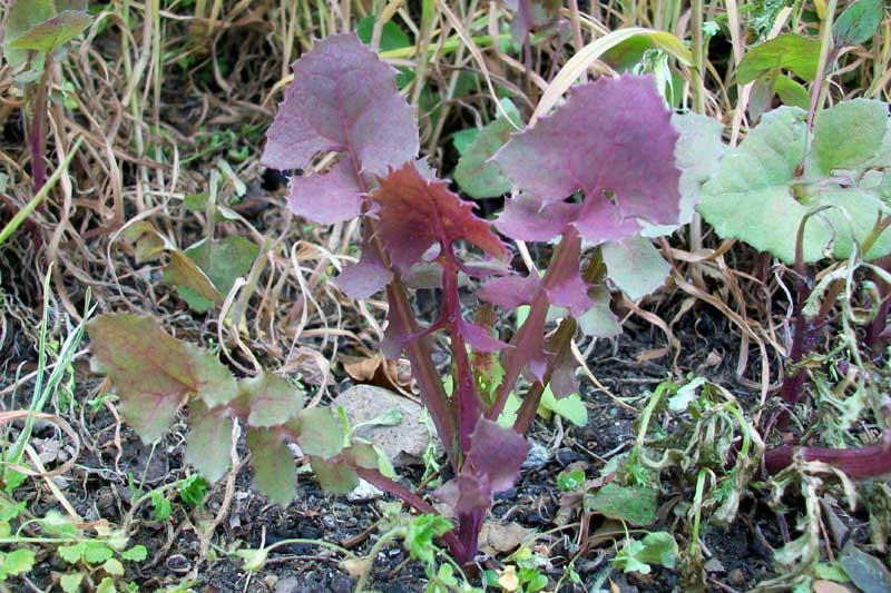 Sonchus oleraceus