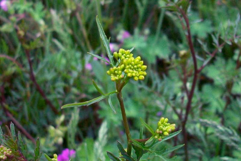 Brassicacea da identificare - cfr. Rorippa sylvestris