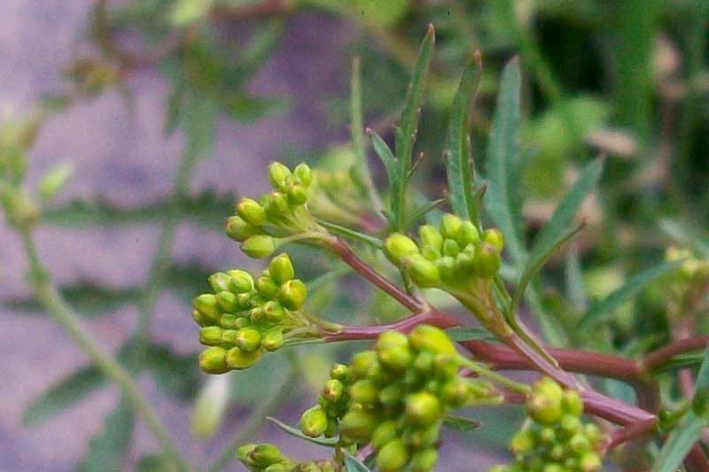 Brassicacea da identificare - cfr. Rorippa sylvestris