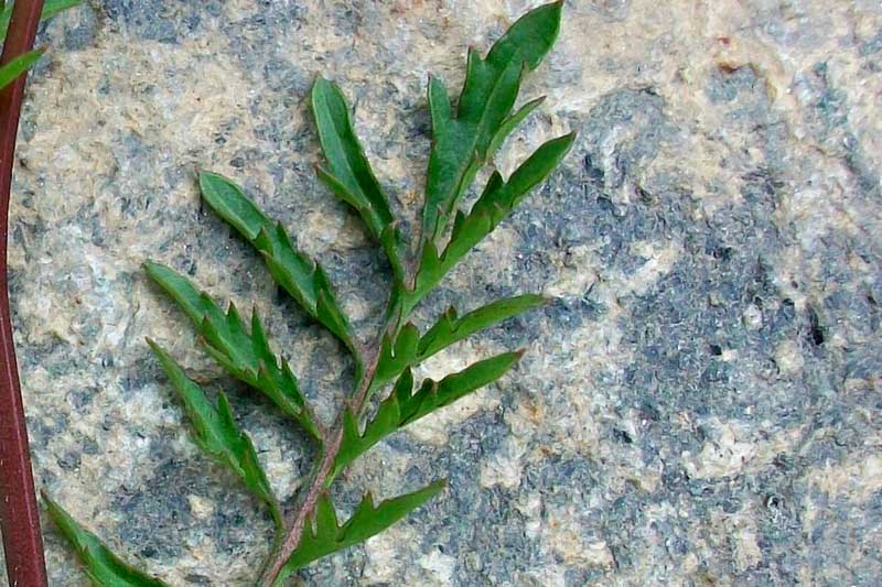 Brassicacea da identificare - cfr. Rorippa sylvestris