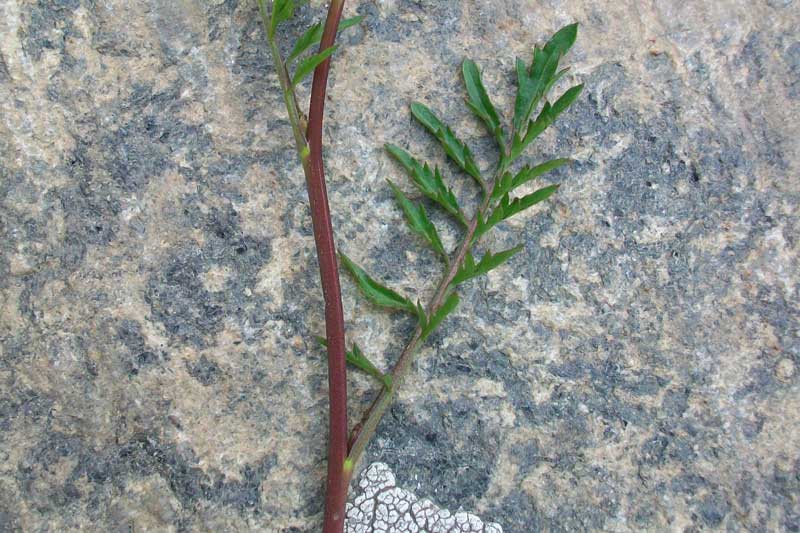 Brassicacea da identificare - cfr. Rorippa sylvestris