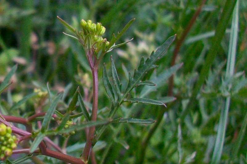 Brassicacea da identificare - cfr. Rorippa sylvestris