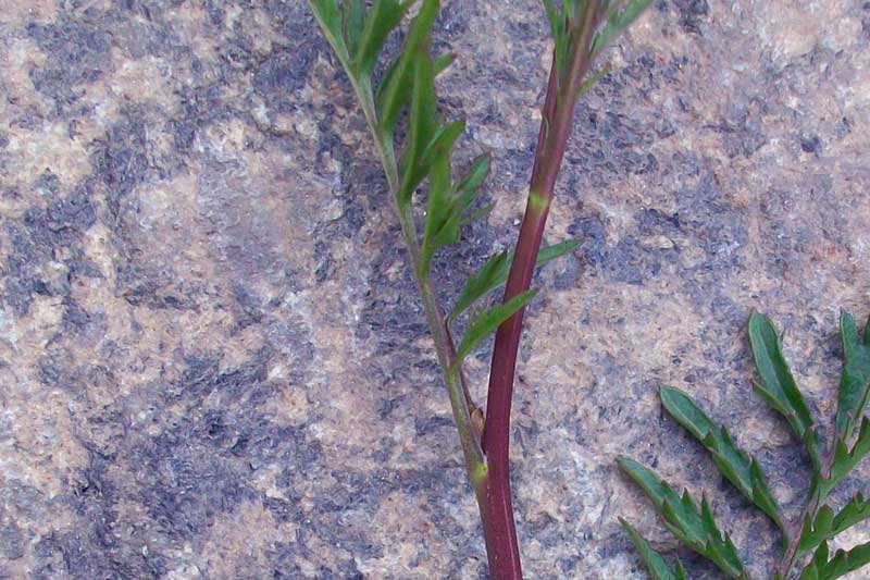 Brassicacea da identificare - cfr. Rorippa sylvestris