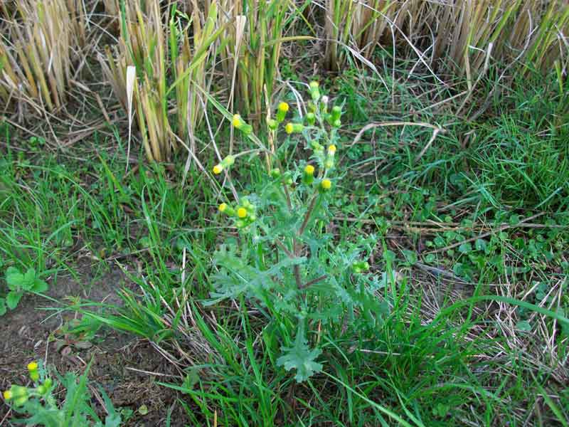 Senecio vulgaris