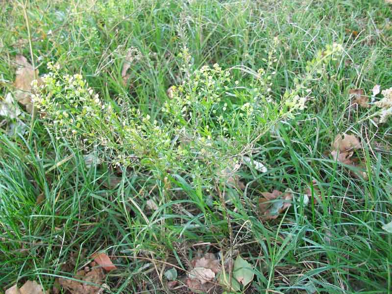Lepidium virginicum