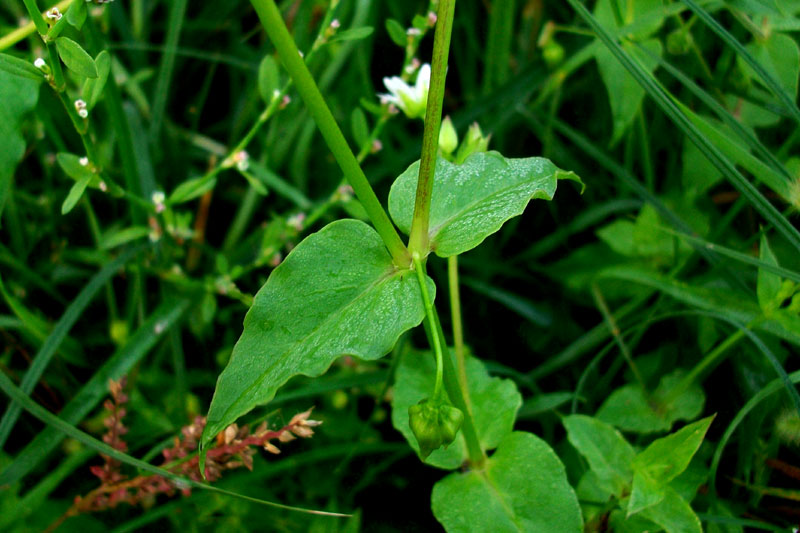Stellaria aquatica (=Myosoton aquaticum) / Centocchio acquatico