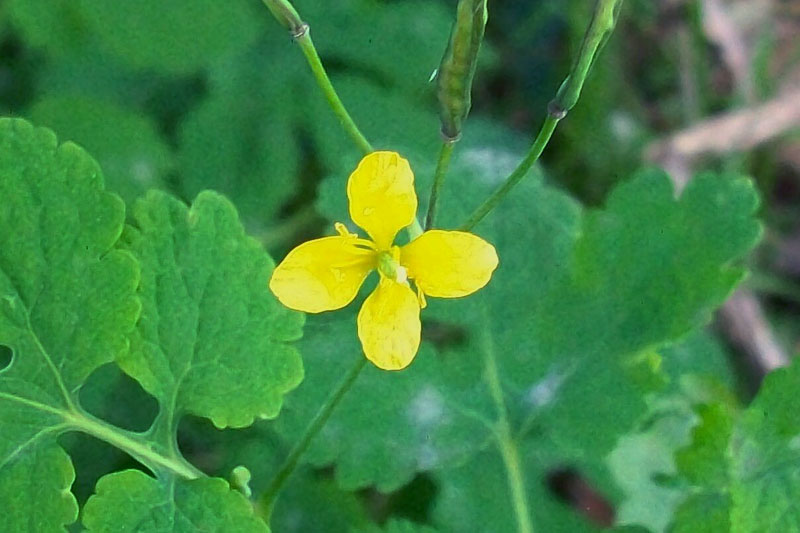 Chelidonium majus L. / celidonia