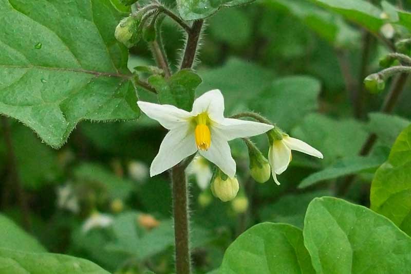 Solanum nigrum / Erba morella