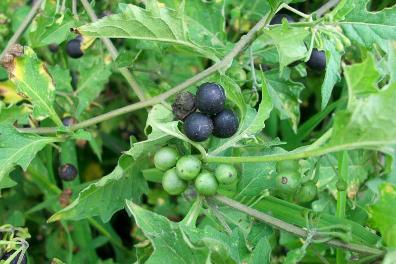 Solanum nigrum / Erba morella