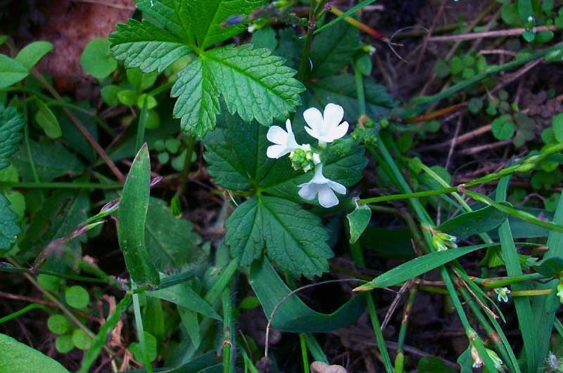 Verbena officinalis / Verbena comune