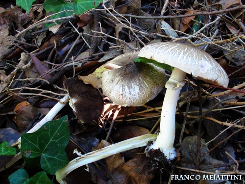 Riassunto met� Novembre