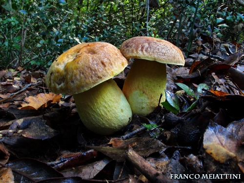 Riassunto met� Novembre