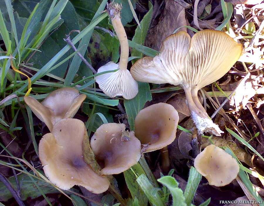 Ritrovamenti Gennaio 2009