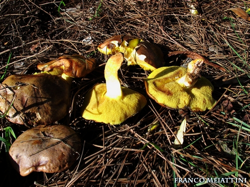 Riassunto met� Novembre