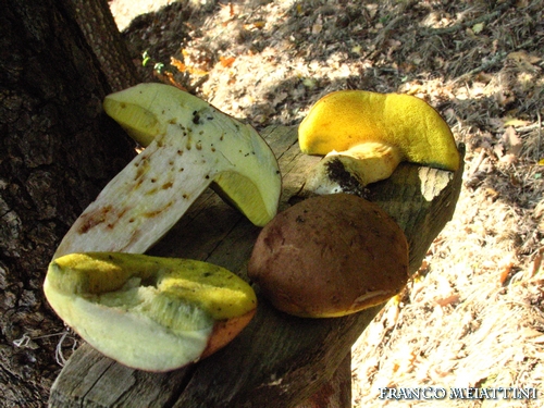 Riassunto met� Novembre