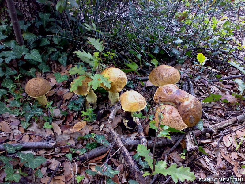 Leccinum lepidum