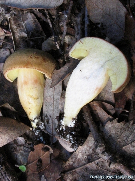 Riassunto met� Novembre