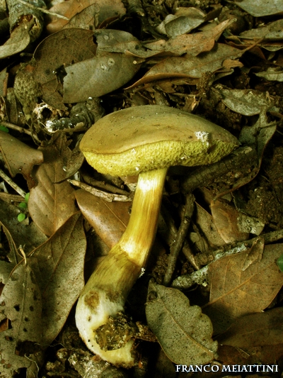 Riassunto met� Novembre