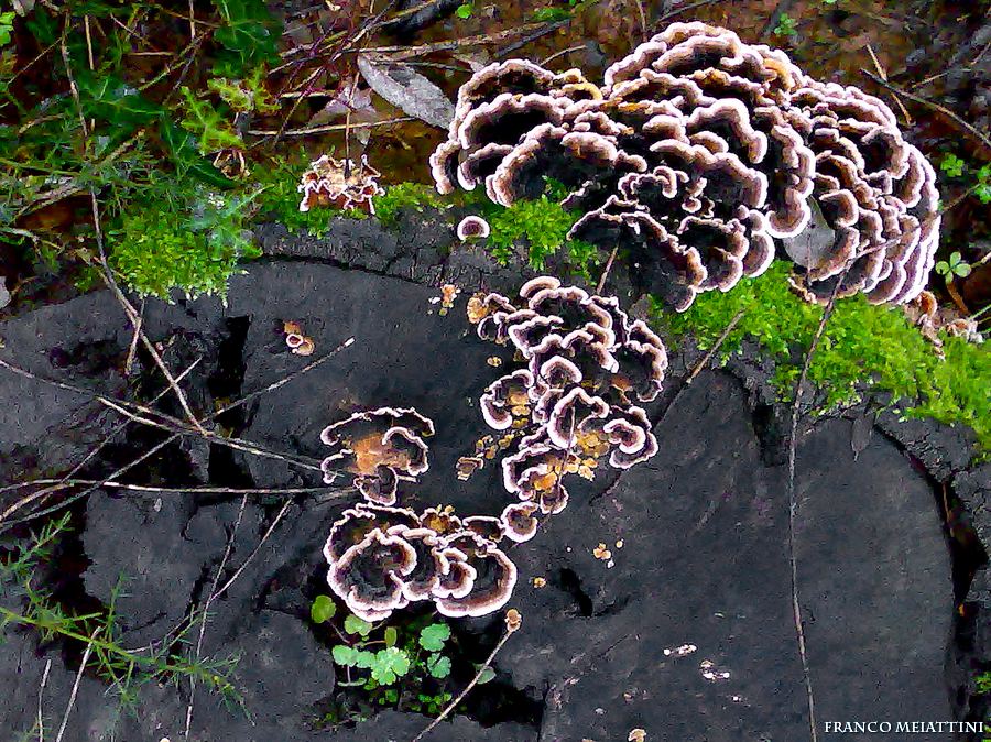 Ritrovamenti Gennaio 2009